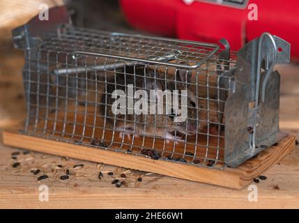 Eichwalde, Deutschland. 09th Januar 2022. Eine Hausmaus (Mus musculus) sitzt in einer lebenden Falle gefangen, die in einem Gartenschuppen auf einem Regal platziert wurde. Quelle: Tim Brakemeier/dpa-Zentralbild/dpa/Alamy Live News Stockfoto