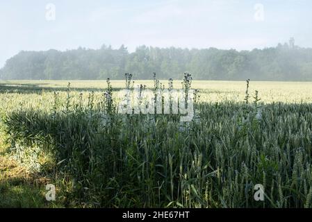 Ein Weizenfeld in einer ländlichen Landschaft mit gemeinen Disteln bedeckt mit Spinnenseide an einem nebligen Morgen Stockfoto