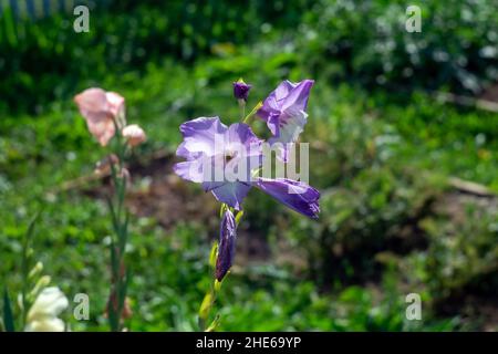Iris im Garten im Blumenbeet, im Spätsommer Stockfoto
