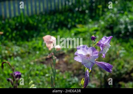 Iris im Garten im Blumenbeet, im Spätsommer Stockfoto