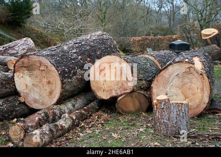 Große gesägte Holzstämme, die auf dem Boden von einem Baum liegen, der von einem Sturm in Cumbria, Großbritannien, niedergeblasen wurde Stockfoto