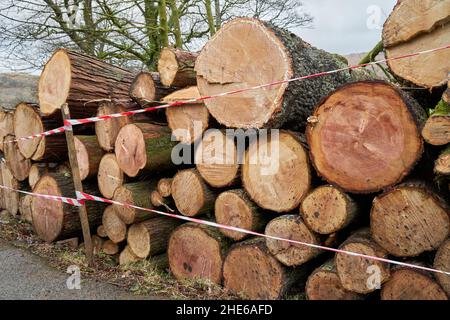 Große gesägte Holzstämme, die am Straßenrand gestapelt wurden, wurden geschnitten, nachdem die Bäume von einem schweren Sturm in Cumbria, Großbritannien, niedergeblasen wurden Stockfoto