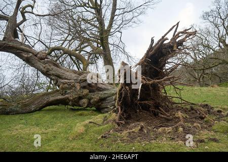 Entwurzelter großer Baum mit Wurzeln, die von Storm Arwen, Cumbria, England, Großbritannien, überweht wurden Stockfoto