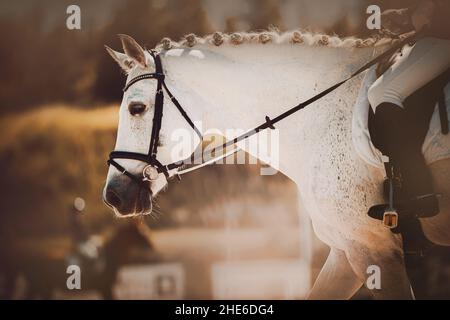 Porträt eines schönen weißen Pferdes mit einer geflochtenen Mähne und einem Reiter im Sattel, der an einem sonnigen Tag an Dressurprüfungen teilnimmt. Reiten s Stockfoto