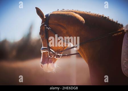 Porträt eines schönen Sauerampfpferdes mit einer geflochtenen Mähne und einem Zaumzeug an der Schnauze an einem sonnigen, klaren Herbsttag. Reitsport. Reiten. Stockfoto