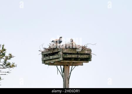 Wilder Fischadler, Pandion haliaetus, mit Jungtieren auf künstlicher Nistplattform im westlichen Neufundland. Stockfoto