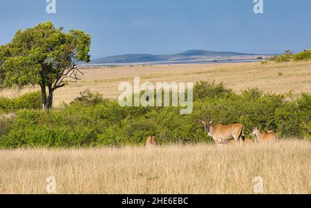 Eland-Antilopen, Taurotragus oryx, in der Landschaft des Maasai Mara National Reserve in Kenia. Stockfoto
