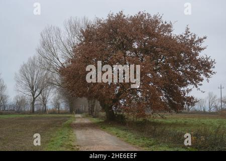 Fußweg im Park an einem nebligen Wintertag Stockfoto