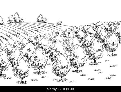 Obstgarten Grafik schwarz weiß Landschaft Skizze Illustration Vektor Stock Vektor