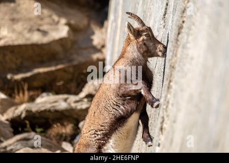 Ein Weibchen des Steinbockes (Capra ibex) leckt Mineralsalze an einer subvertikalen Staumauer. Stockfoto