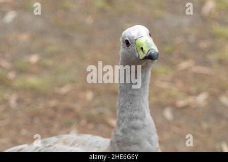 Eine australische kappkarge Gans (cereopsis novaehollandiae), die auf Gras steht Stockfoto