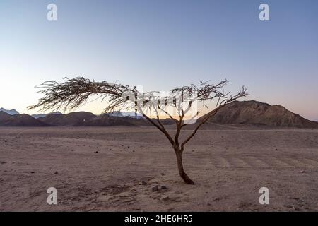 Ein einsame Baum in der Wüste Sahara, Ägypten. Stockfoto