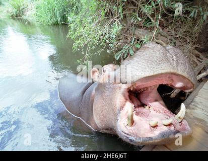 JESS THE HIPPO DAS EINZIGE ZAHME HIPPO DER WELT, DAS VON TONY UND ELSA JOUBERT AUFGEZOGEN WURDE, NACHDEM SIE AUFGRUND VON ÜBERSCHWEMMUNGEN VERLASSEN AM FLUSSRAND GEFUNDEN WURDE. SÜDAFRIKA. DAS BILD ZEIGT JESS MIT IHREN GEWALTIGEN ZÄHNEN. GARYROBERTSPHOTO.COM Stockfoto