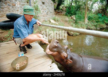 JESS THE HIPPO DAS EINZIGE ZAHME HIPPO DER WELT, DAS VON TONY UND ELSA JOUBERT AUFGEZOGEN WURDE, NACHDEM SIE AUFGRUND VON ÜBERSCHWEMMUNGEN VERLASSEN AM FLUSSRAND GEFUNDEN WURDE. SÜDAFRIKA. DAS BILD ZEIGT TONY, DER JESS WÄHREND IHRES MORGENDLICHEN SCHWIMMENS FÜTTERT. BILD: GARY ROBERTS Stockfoto