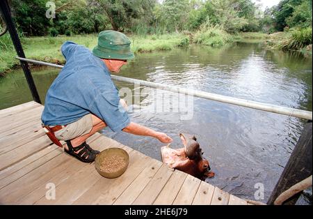 JESS THE HIPPO DAS EINZIGE ZAHME HIPPO DER WELT, DAS VON TONY UND ELSA JOUBERT AUFGEZOGEN WURDE, NACHDEM SIE AUFGRUND VON ÜBERSCHWEMMUNGEN VERLASSEN AM FLUSSRAND GEFUNDEN WURDE. SÜDAFRIKA. DAS BILD ZEIGT TONY, DER JESS WÄHREND IHRES MORGENDLICHEN SCHWIMMENS FÜTTERT. BILD: GARY ROBERTS Stockfoto