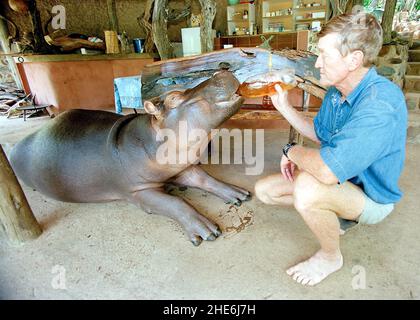 JESS THE HIPPO DAS EINZIGE ZAHME HIPPO DER WELT, DAS VON TONY UND ELSA JOUBERT AUFGEZOGEN WURDE, NACHDEM SIE AUFGRUND VON ÜBERSCHWEMMUNGEN VERLASSEN AM FLUSSRAND GEFUNDEN WURDE. SÜDAFRIKA. DAS BILD ZEIGT, WIE TONY JESS IHREN MORGENKAFFEE AUF SEINER VERANDA IN DER BAR GAB. BILD: GARY ROBERTS Stockfoto