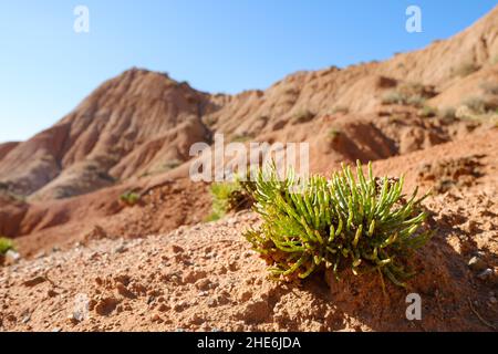 Grüne Pflanze, die auf Sand in der Märchenschlucht Skazka in der Nähe des Issyk-Kul-Sees, Tosor, Kirgisistan wächst Stockfoto