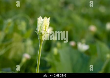 Isolierte weiße Flasche Kürbis oder Calabash Blume blüht in einem landwirtschaftlichen Betrieb Stockfoto