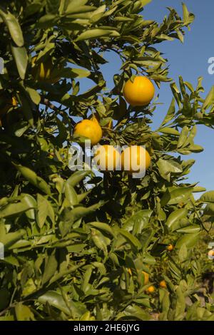 Landwirtschaft in Valencia - Orangenfrüchte auf Ästen Anfang Dezember Stockfoto