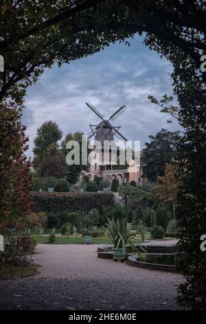 Historische Windmühle: Historische Windmühle im Sanssouci Park. Eingerahmt von Blättern. Potsdam Stockfoto