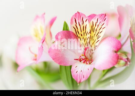 Nahaufnahme der Lilie der Inkas. Alstroemeria mit hellrosa Blüten. Hintergrund mit unscharfem selektivem Fokus. Stockfoto