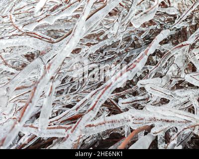 Glasur Eis auf Busch oder Baum Zweig in schönen Winterwald Stockfoto