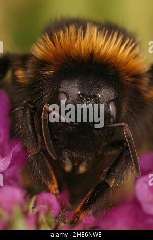 Detaillierte vertikale Nahaufnahme der schwarzen Kuckuck-Bumble Bee, Bombus vestalis, die auf einer violetten Blume sitzt Stockfoto