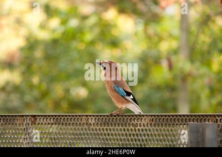 Eurasischer eichelhäher (Garrulus glandarius) sitzt auf einem Zaun in Berlin Stockfoto