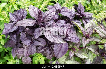 Basilikumblatt (Ocimum basilicum). Frisches Bio-lila Basilikum wächst im Garten Draufsicht. Basilikum verlässt Plantage. Grüner Frühling abstrakt backgroun Stockfoto