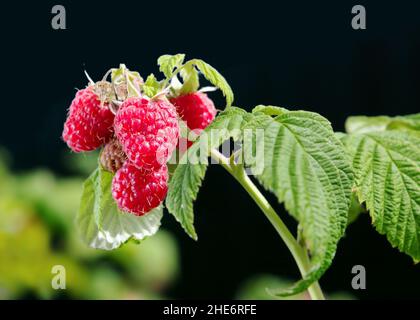 Zweig der reifen Himbeeren. Rote süße Beeren wachsen auf Himbeerbusch im Obstgarten. Stockfoto