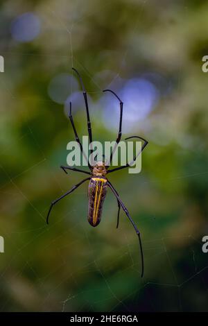 Vertikale Nahaufnahme einer riesigen Webspinne der Goldenen Kugel (Nephila pilipes) auf dem Netz Stockfoto
