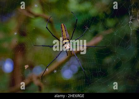 Nahaufnahme einer riesigen Webspinne der Goldenen Kugel (Nephila pilipes) auf dem Netz Stockfoto