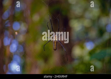 Eine riesige Golden Orb Web Spinne (Nephila pilipes) behauptet, bis zu seinem Netz Stockfoto