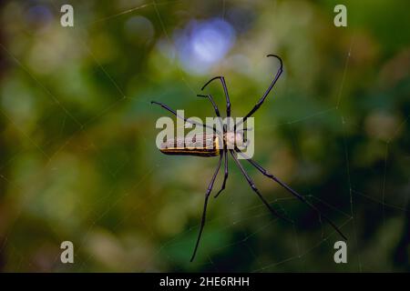 Eine riesige Golden Orb Web Spinne (Nephila pilipes), die auf seinem Netz jagen will Stockfoto