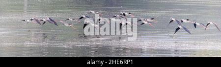 Gruppe von schwarzen geflügelten Stelzen, die über dem Wasser fliegen Stockfoto