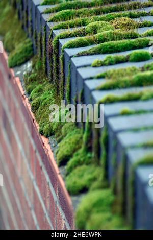 Moos wächst auf Ziegelwand oben Stockfoto