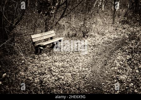 Sitzbank neben schlammigem Pfad durch Laubbewaldete Gegend broome norfolk england Stockfoto