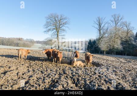 Viehbestand auf einem schlammigen Feld auf dem Land während der Winterzeit in Deutschland, Europa Stockfoto