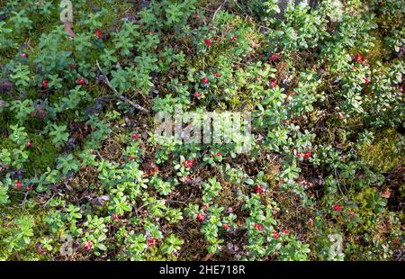 Preiselbeere (vaccinium vitis-idaea) oder Preiselbeere im Wald. Wilde reife rote Preiselbeeren am Busch. Stockfoto