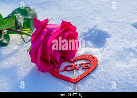 Eine üppige, zarte Rose liegt im Schnee. Liebeserklärung am Valentinstag Stockfoto