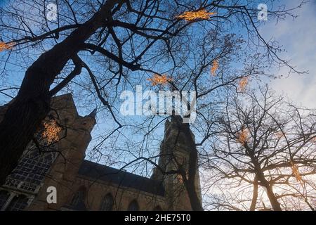 Weihnachtsbäume im Stadtzentrum von Brügge in der Abenddämmerung Stockfoto