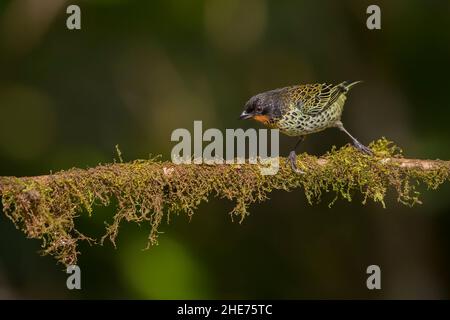 Rotkehltanager (Tangara rufigula) Stockfoto