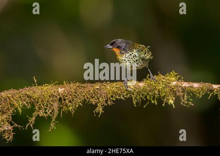 Rotkehltanager (Tangara rufigula) Stockfoto