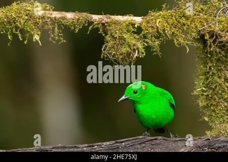 Glitzerndes grünes Tanager (Chlorochrysa phoenicotis) Stockfoto