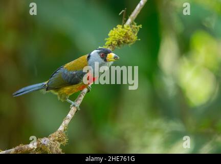Toucan Barbet (Semnornis ramphastinus) Stockfoto