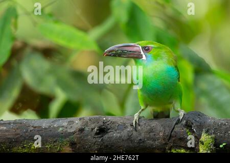 Crimson-Psephotus Toucanet (Aulacorhynchus Haematopygus) Stockfoto