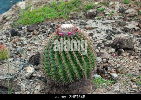 Melocactus intortus ist eine häufige karibische Kaktusart. Die Bilder wurden auf St. Lucia aufgenommen. Stockfoto