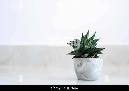 Haworthia limifolia Marloth Ein Baum, der zur Dekoration in einem Haus auf weißem Hintergrund verwendet wird Stockfoto