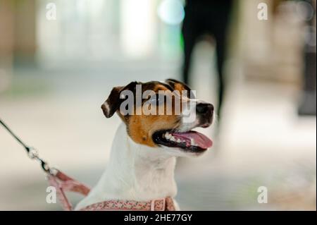 Selektiver Fokus eines Jack Russell Terrier mit offenem Mund zur Seite blickend Stockfoto
