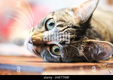 Nahaufnahme einer bengalischen Katze, die auf dem Boden liegt Stockfoto